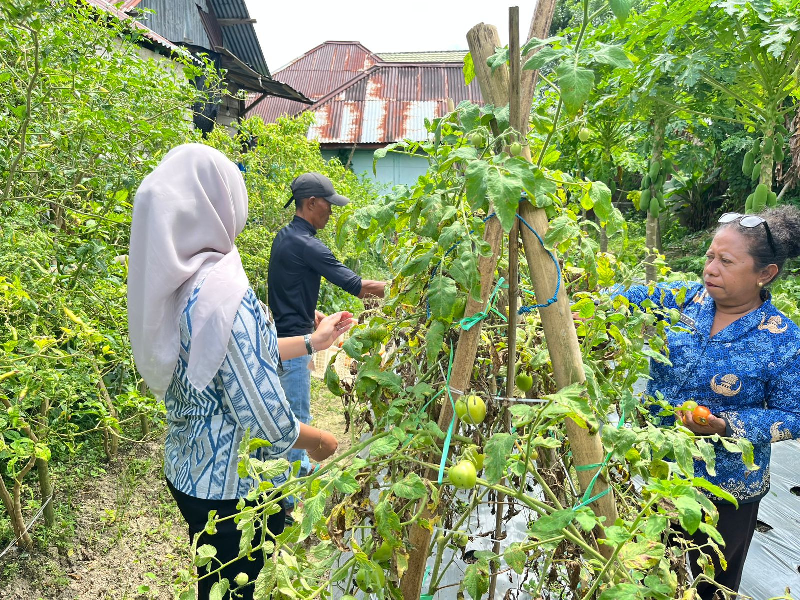 Lapas Wahai Manfaatkan Hasil Panen Tomat untuk Kebutuhan Dapur Lapas