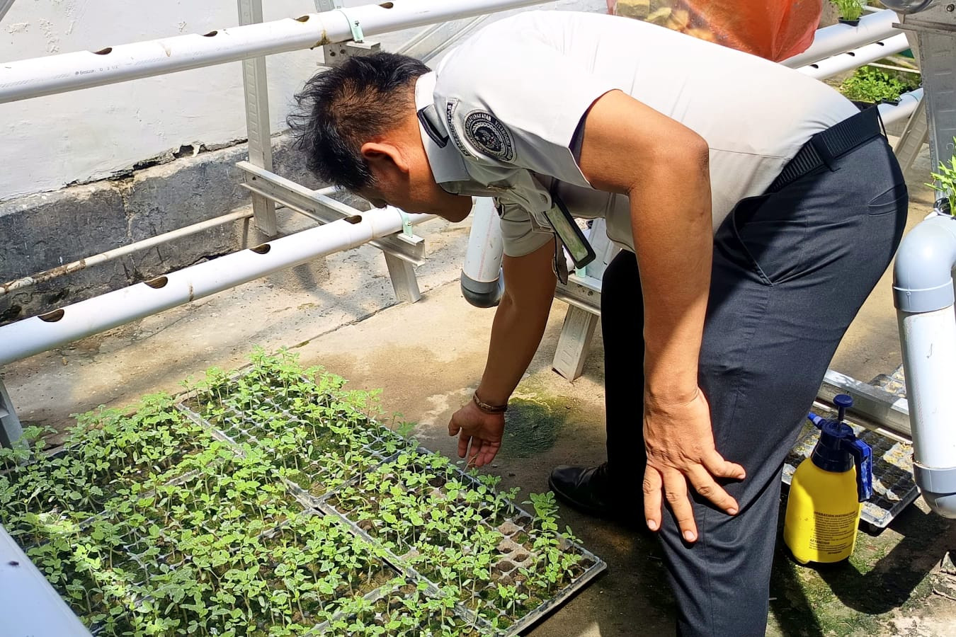 Perkuat Kemandirian Pangan WB, Lapas Wahai Kembangkan 735  Bibit Tomat