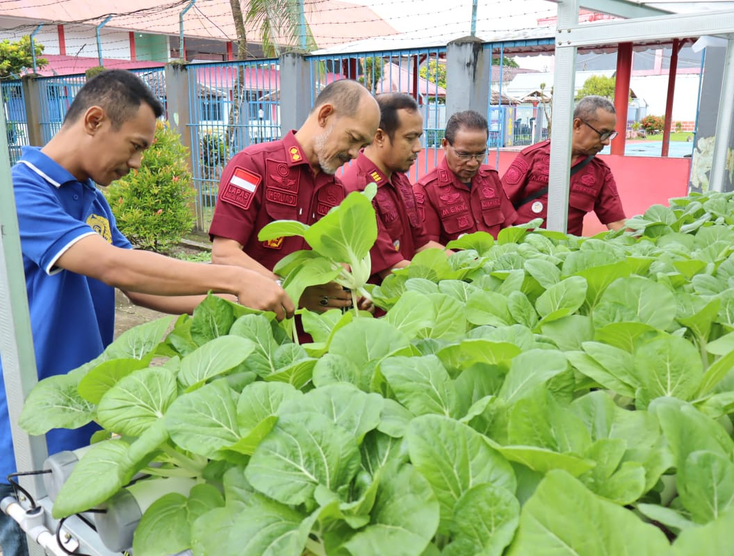 Lapas Ambon Panen 5 Kg Sawi Hidroponik