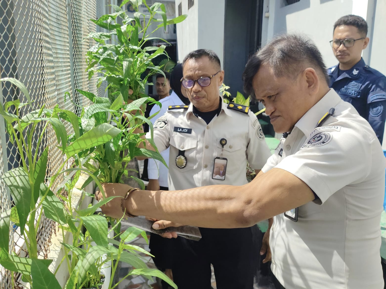 Panen Kangkung Hidroponik, Lapas Wahai Sulap Lahan Sempit Jadi Kebun Produktif