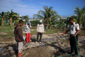 100 Pohon Pepaya California Jadi Bekal Kemandirian Warga Binaan Lapas Piru